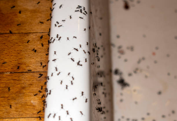 Best Insect Control  in Vance, AL
